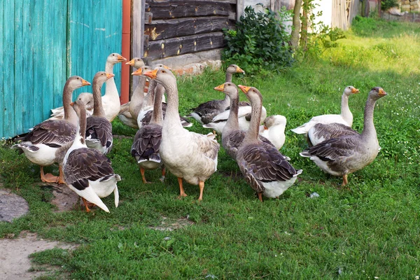 Flock gäss nära ett staket på ett grönt gräs av i en solig sommardag. — Stockfoto