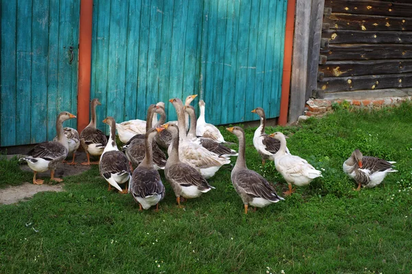 Flock gäss nära ett staket på ett grönt gräs av i en solig sommardag. — Stockfoto