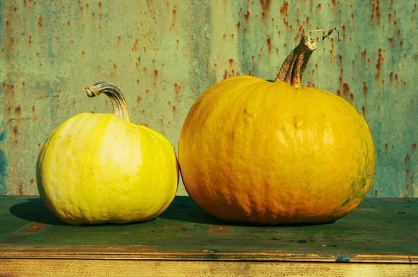 Due zucche gialle mature fresche su una superficie di legno . — Foto Stock