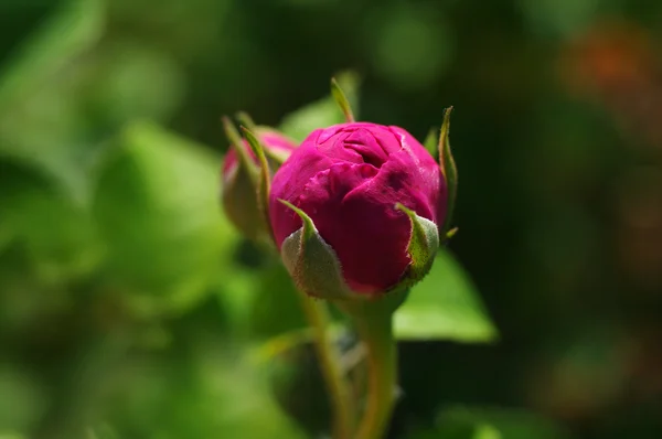 Бутон розовой розы — стоковое фото