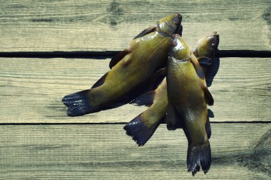 Ahşap yüzey (Tinca tinca üzerinde üç tenches). 