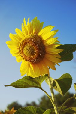 Ayçiçeği tarlası ve mavi gökyüzü