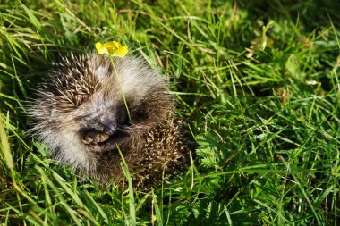 Parlak yeşil çimenlerin üzerinde bir küre içine kısıtlandığını genç kirpi