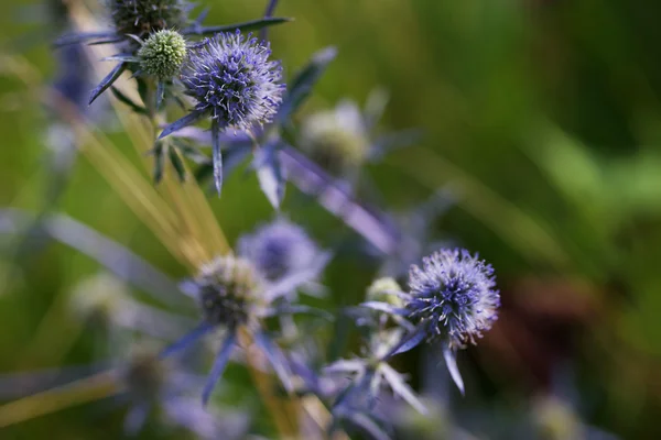 Verano espinosas flores de cardos salvajes púrpura sobre un fondo verde brillante (eryngium planum ). — Foto de Stock