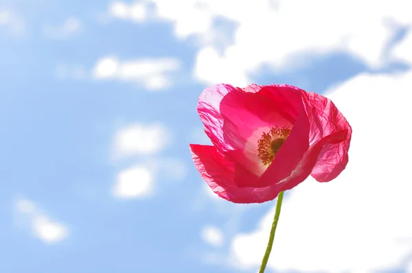 Цветок дикого розового мака — стоковое фото
