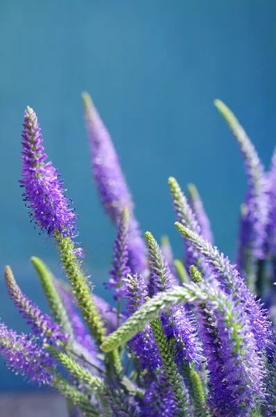 Flower gentle background with summer lilac wild flowers — Stock Photo, Image