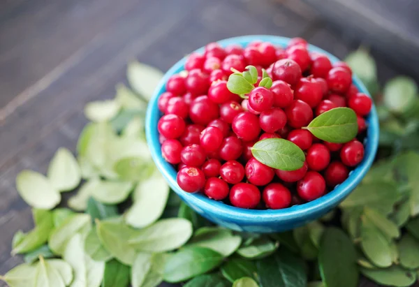 Cowberry succoso, mirtilli rossi, mirtilli rossi in una ciotola blu brillante — Foto Stock