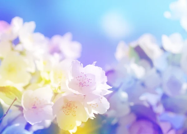 Квітучі гілки вишні на яскраво-синьому фоні . — стокове фото
