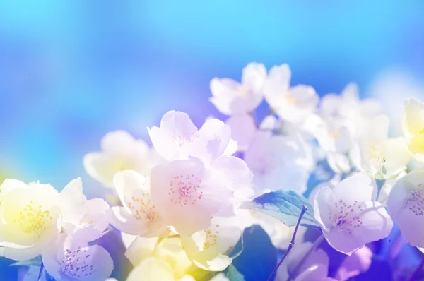 Квітучі гілки вишні на яскраво-синьому фоні . — стокове фото
