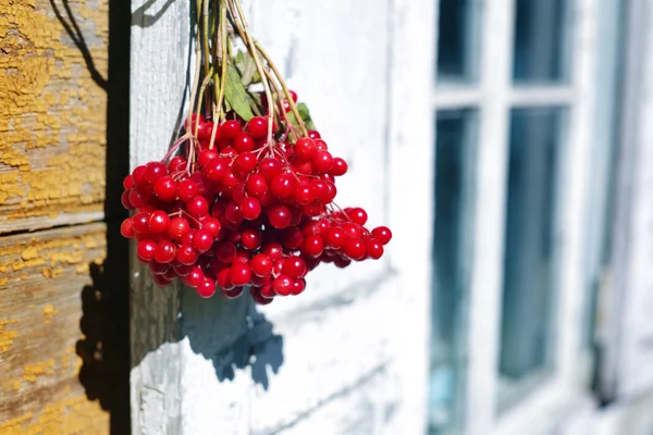 Stelletje rode herfst gulden-roos (viburnum) bessen — Stockfoto