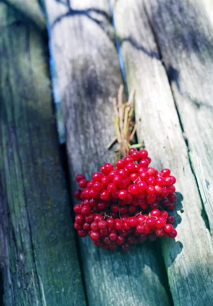 Un mucchio di viburno rosso — Foto Stock