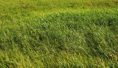 arka planı yeşil çimen.