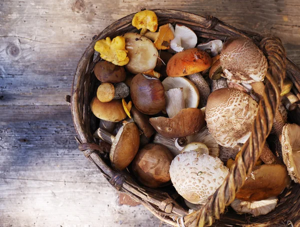Разнообразие необжаренных лесных грибов в корзине — стоковое фото