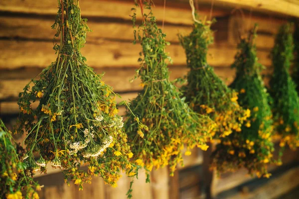 Bundles of medicinal plants St. John's wort is collected for drying hanging in the background of the old wooden barn. — Stock Photo, Image