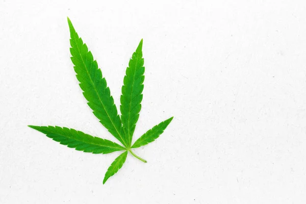 Cannabis Marihuanablätter Auf Einer Hellweißen Oberfläche Draufsicht Kopierraum Symbol Für — Stockfoto