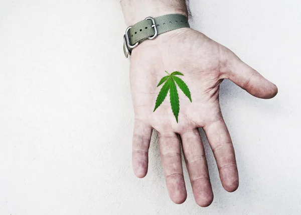 Cannabis Marihuana Blatt Der Hand Auf Einer Hellweißen Oberfläche Draufsicht — Stockfoto