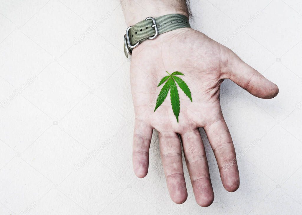 Cannabis, marijuana leaf in hand on a light white surface, top view, copy space, close up. Symbol of peacefulness, a relaxed state and a philosophical attitude towards life