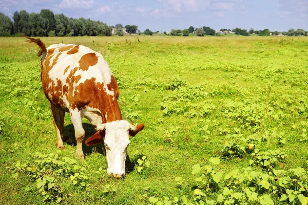 Vaca Roja Manchada Pastando Prado Día Soleado Verano Pastoreo Ganado — Foto de Stock