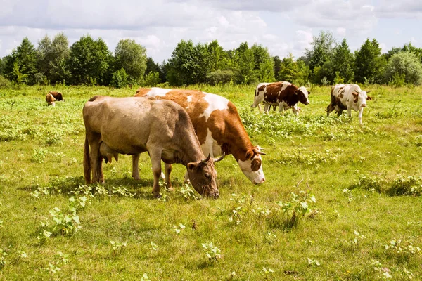 Vacas Toros Manchados Pastan Prado Día Soleado Verano Pastoreo Ganado — Foto de Stock