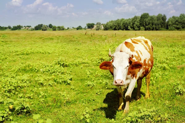 Vaca Roja Manchada Pastando Prado Día Soleado Verano Pastoreo Ganado — Foto de Stock