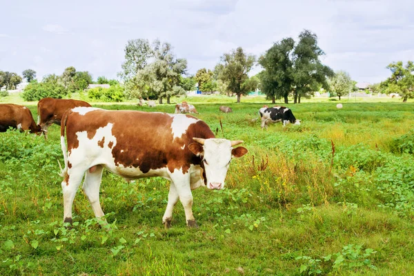 Des Taureaux Paissent Dans Prairie Par Une Journée Ensoleillée Été — Photo