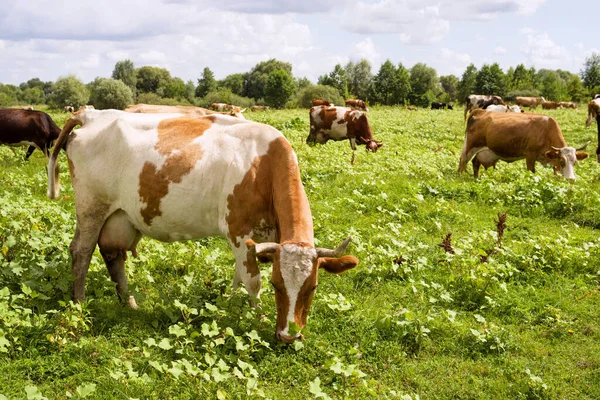 夏の晴れた日には 牧草地で牛や雄牛が放牧されます 放牧牛 — ストック写真