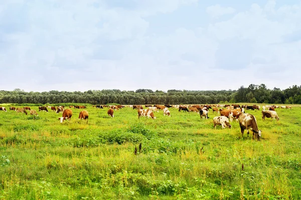 Vacas Toros Manchados Pastan Prado Día Soleado Verano Pastoreo Ganado — Foto de Stock