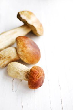 Beyaz orman mantarları beyaz ahşap yüzeyde. Yaklaş, yumuşak seçici odaklanma. Mantar boletus edilus.