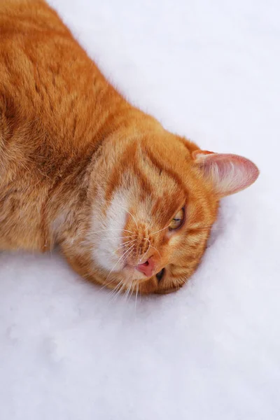 Liefdevolle Gember Kat Sneeuw Een Besneeuwde Ijzige Dag Close — Stockfoto