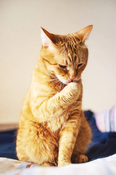 特写生姜猫坐在床上洗澡时 软弱无力地选择焦点 — 图库照片
