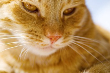 Güneşte uyuyan kızıl bir kediye yakın çekim, yumuşak seçici odak 