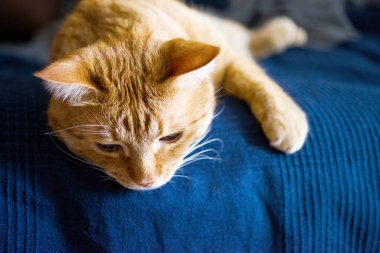 Mavi bir battaniyeyle kaplı bir yatakta uzanmış kızıl bir kedinin yakın çekimi. 