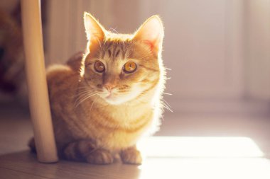 Güneşte yerde yatan kızıl bir kedinin portresi, yumuşak bir odak