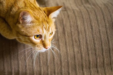 Yatağın üzerinde kızıl bir kedinin portresi, yakın plan.