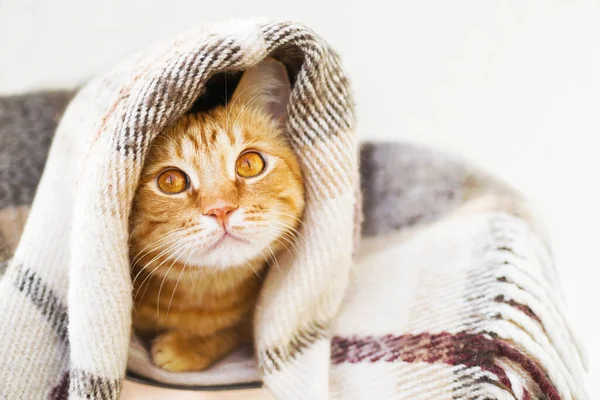 Gember Kat Koesteren Onder Een Warme Geruite Deken Het Balkon — Stockfoto