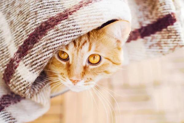 Chat Roux Prélassant Sous Une Couverture Chaude Carreaux Sur Balcon — Photo