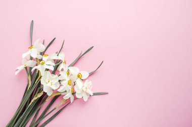 Pembe arka planda beyaz nergis buketi, üst manzara, boşluğu kopyala 