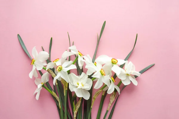 ピンクの背景に白い水仙の花束 トップビュー コピースペース — ストック写真