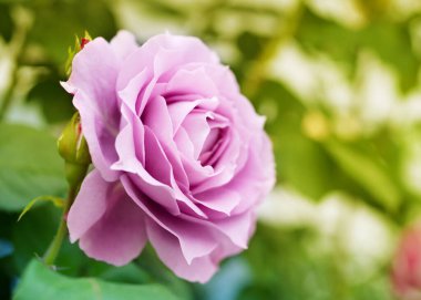 Güneşli bir günde, açık yeşil bir bahçede, arka planda pembe gül çiçeği, yumuşak seçici bir odak.