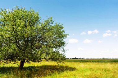 Bir tarlada yalnız bir armut ağacı ve güneşli bir yaz gününde bulutlu mavi bir gökyüzü olan yaz manzarası.