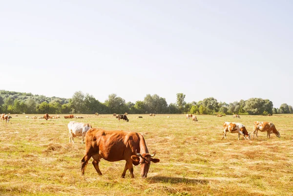 Vacas Rojas Manchadas Pastan Prado Día Soleado Verano Pastoreo Ganado — Foto de Stock