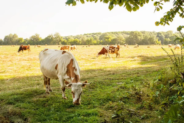 Vacas Rojas Manchadas Pastan Prado Día Soleado Verano Pastoreo Ganado — Foto de Stock