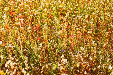 Ağustosta, karabuğday tarlası.