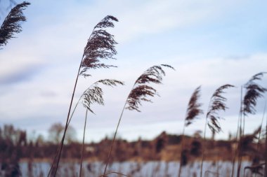 Silhouette of dry reeds against the background of the lake and the village, toned. Spring landscape. 