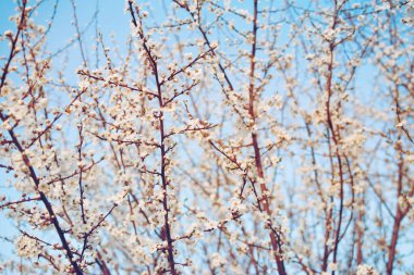 Bahçesinde beyaz çiçekler olan bahar çiçekli ağaçlar mavi gökyüzüne karşı, boşluğu kopyalayın. Bahar arkaplanı