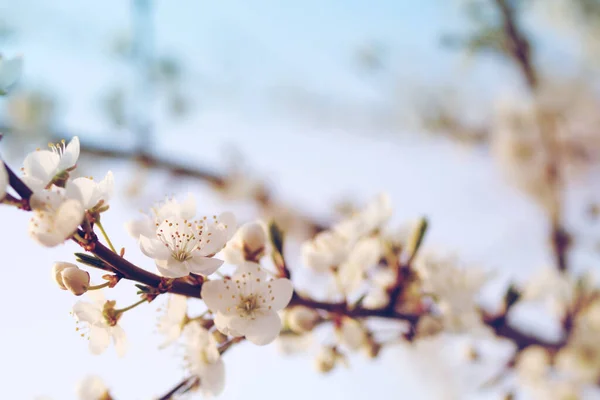 Весняні Квітучі Дерева Білими Квітами Саду Тлі Блакитного Неба Копіюють — стокове фото