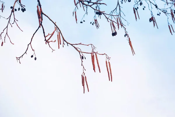 Κλαδί Δέντρου Κάτκινς Μπλε Φόντο Απαλή Εστίαση Εαρινό Φόντο — Φωτογραφία Αρχείου
