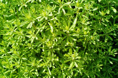 Yabani ot, ot, kapalı, yumuşak seçici odaklı soyut yeşil bitkisel arka plan