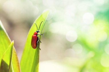 Yeşil yapraklı siyah bıyıklı Kırmızı Lilly böceği (Lilioceris lilii) yazın yeşilliğin arka planına karşı