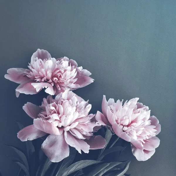 Bouquet Pink Peonies Dark Surface Closeup Top View Copy Space — Stock fotografie
